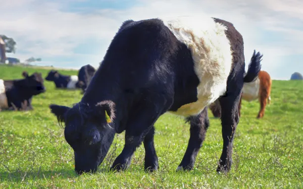 Galloway cattle