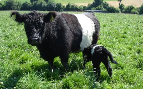 Galloway suckler cow with calf