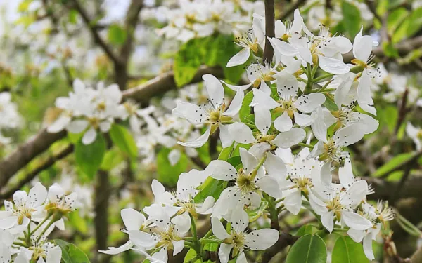 Obstblüten am Baum