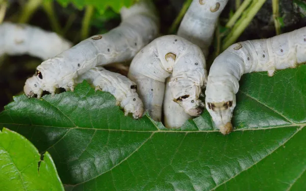 Silkworms feeding on mulberry leaf