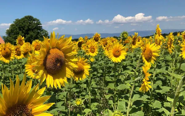 Feld mit Sonnenblumen